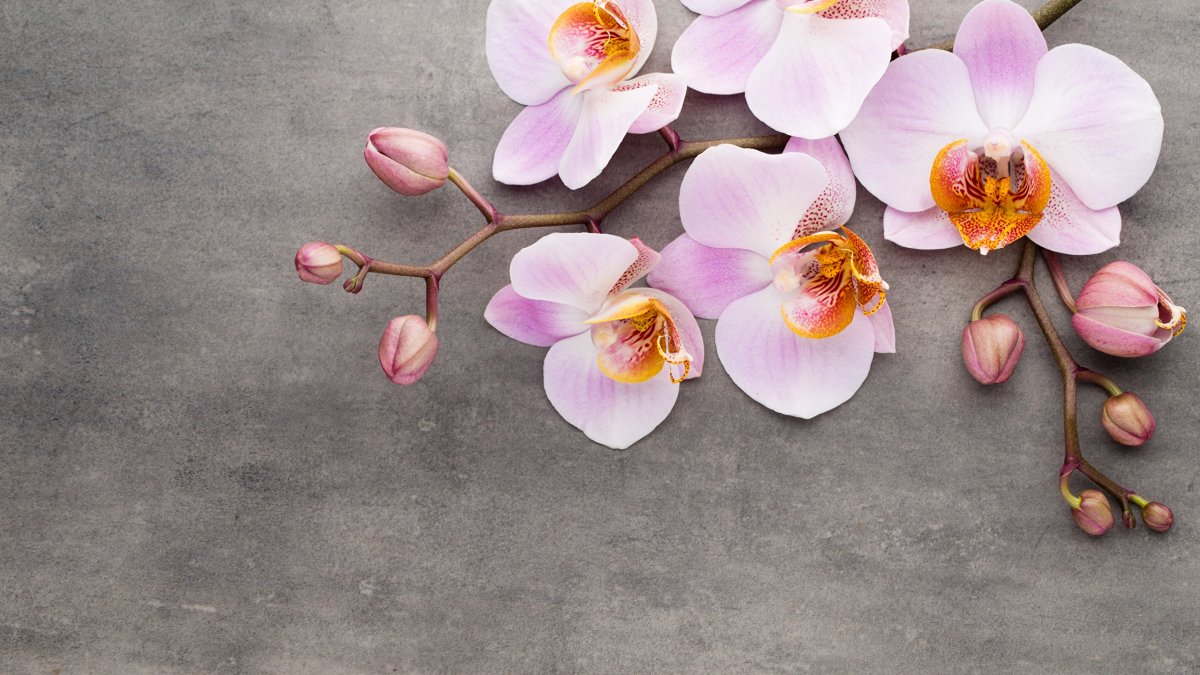 Цветы на сером фоне