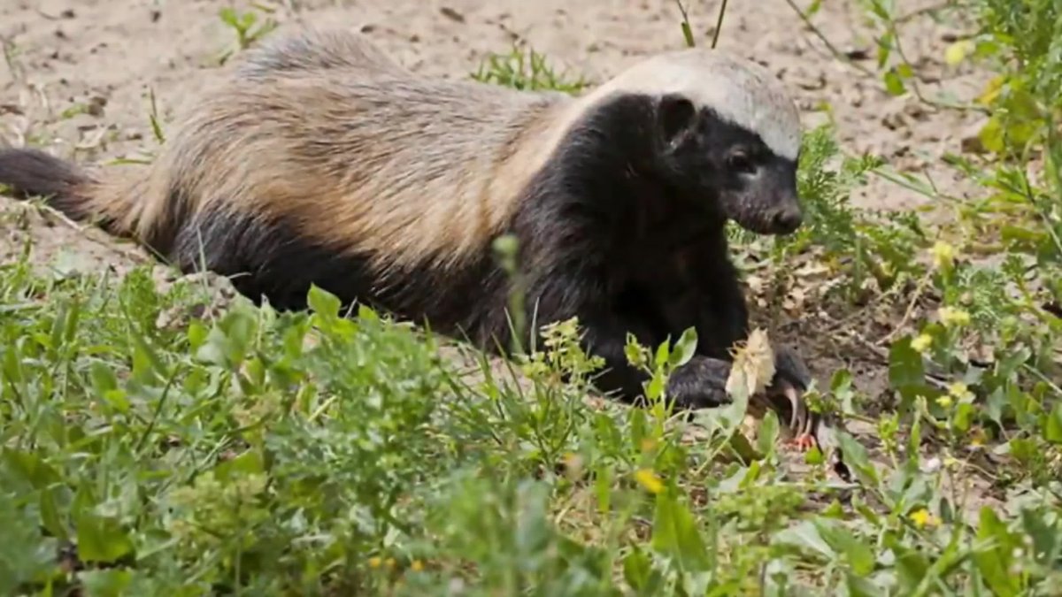 Африканский медоед