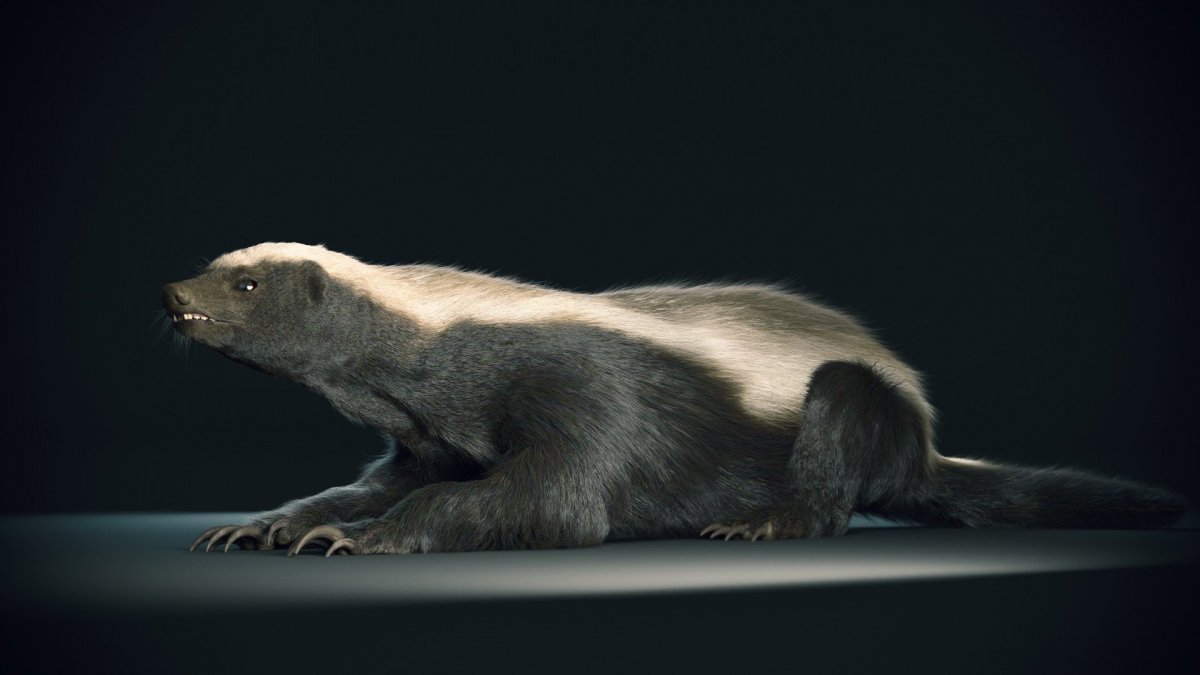 Барсук медоед