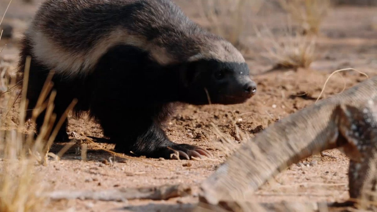 Африканский барсук медоед