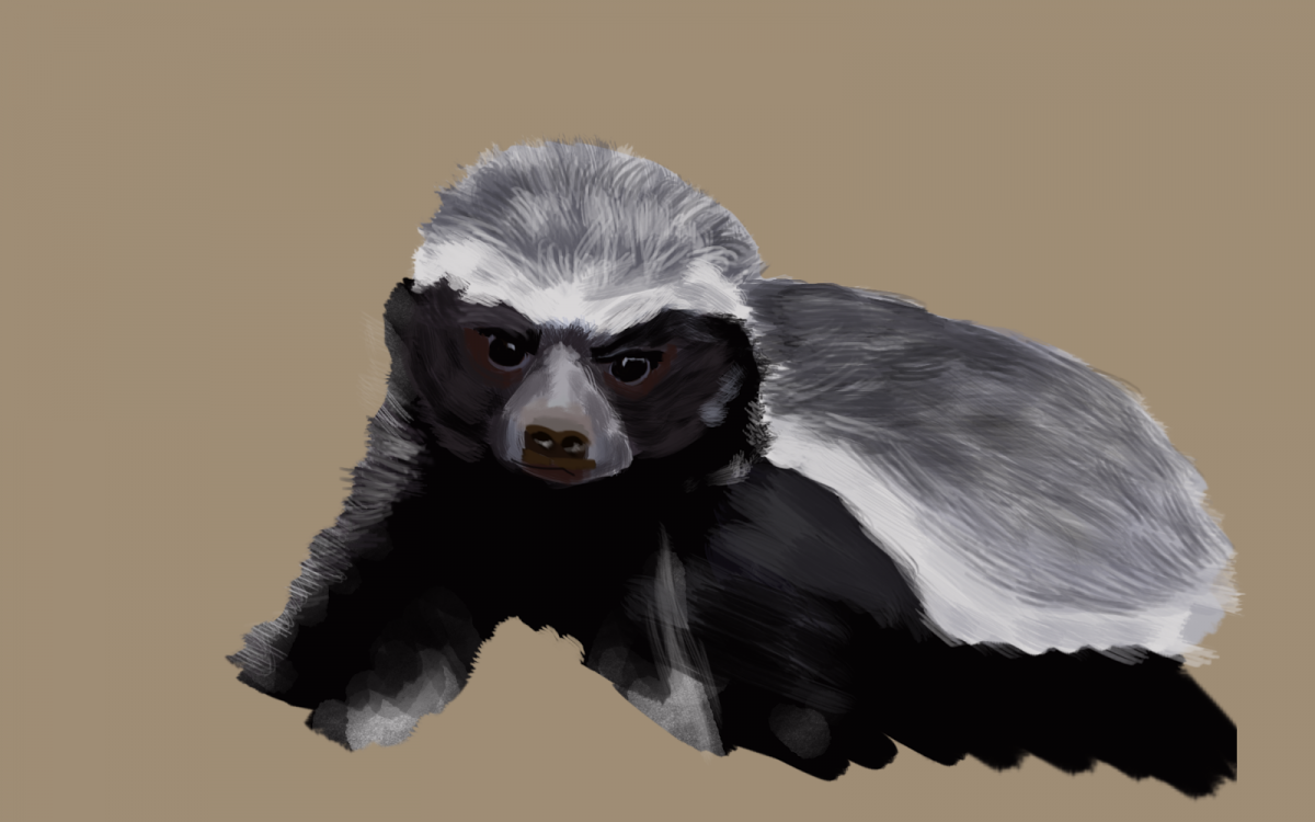 Африканский барсук медоед