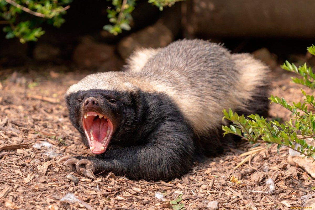 Смертельный укус аниме Росомаха