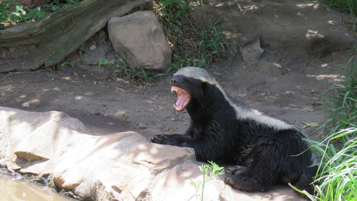 Африканский барсук медоед