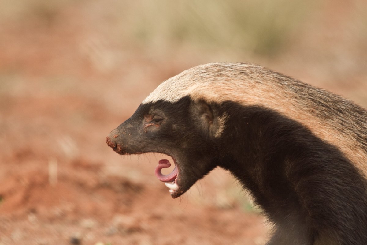 Африканский барсук медоед