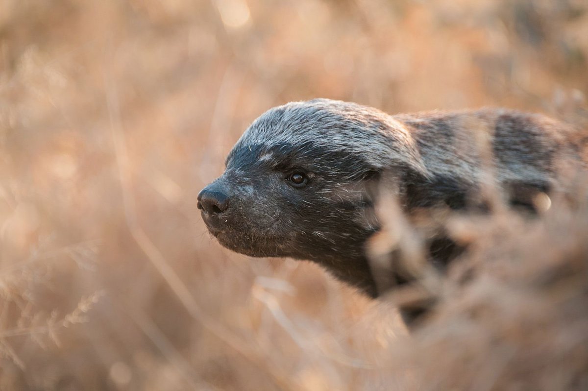 Медоед обои