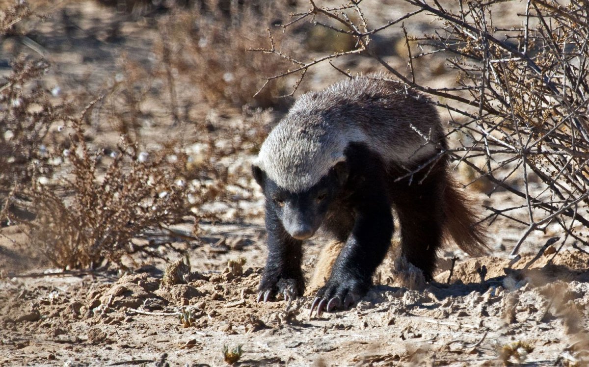 Хани Баджер животное