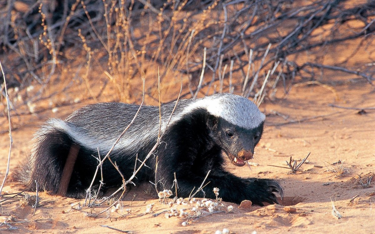 Медоед рисунок