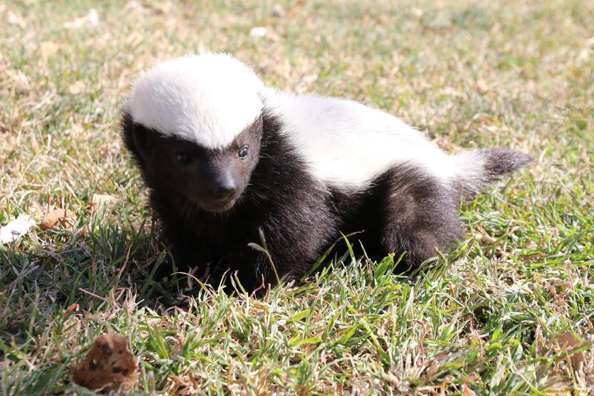 Медоед обои