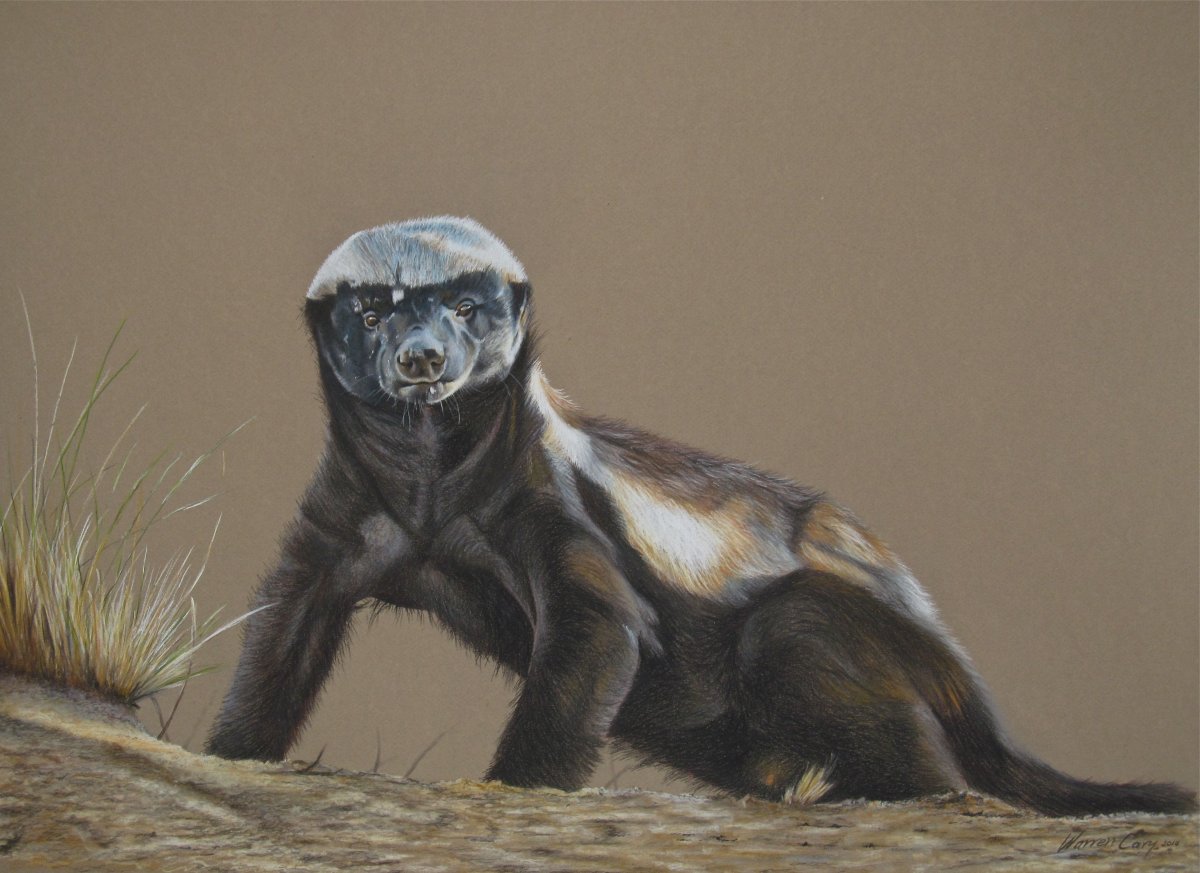 Медоед против крокодила