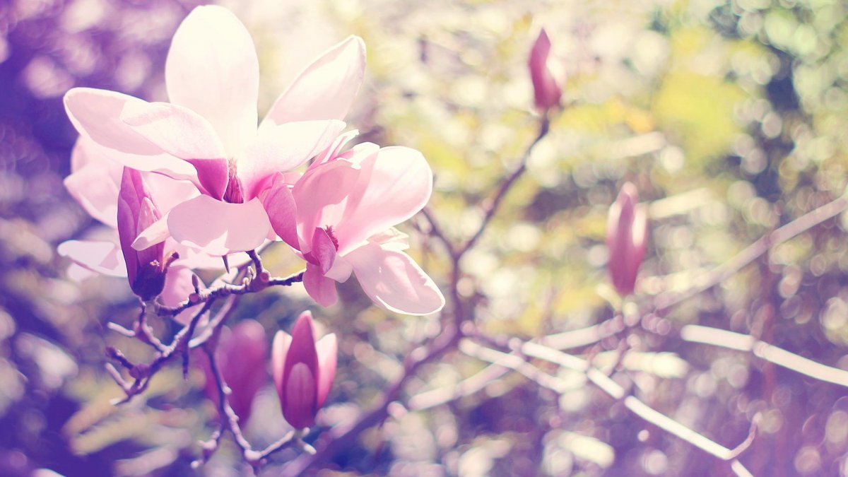 Синие абстрактные цветы