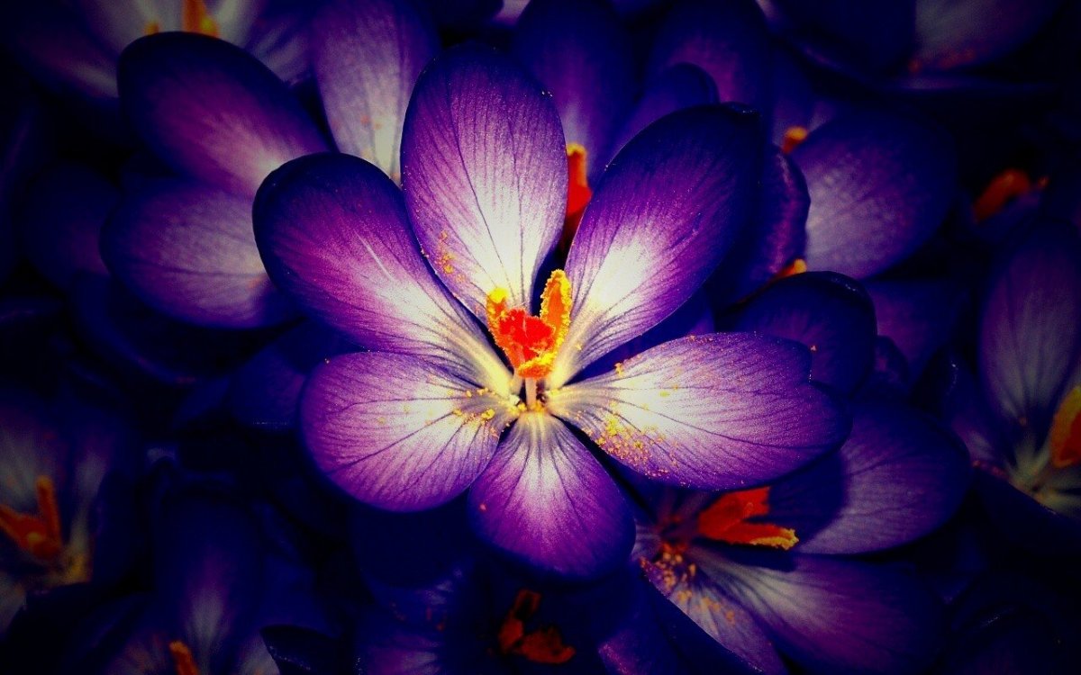 Сиреневые цветы