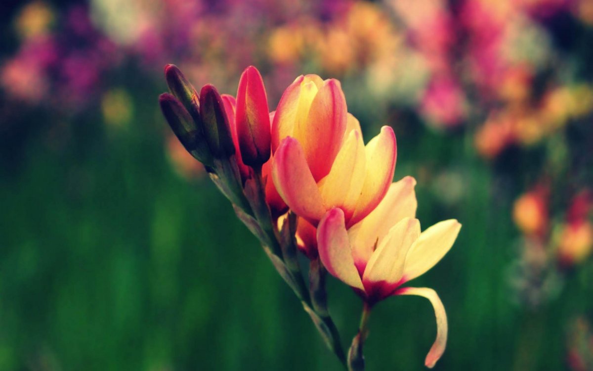 Обои на планшет цветы