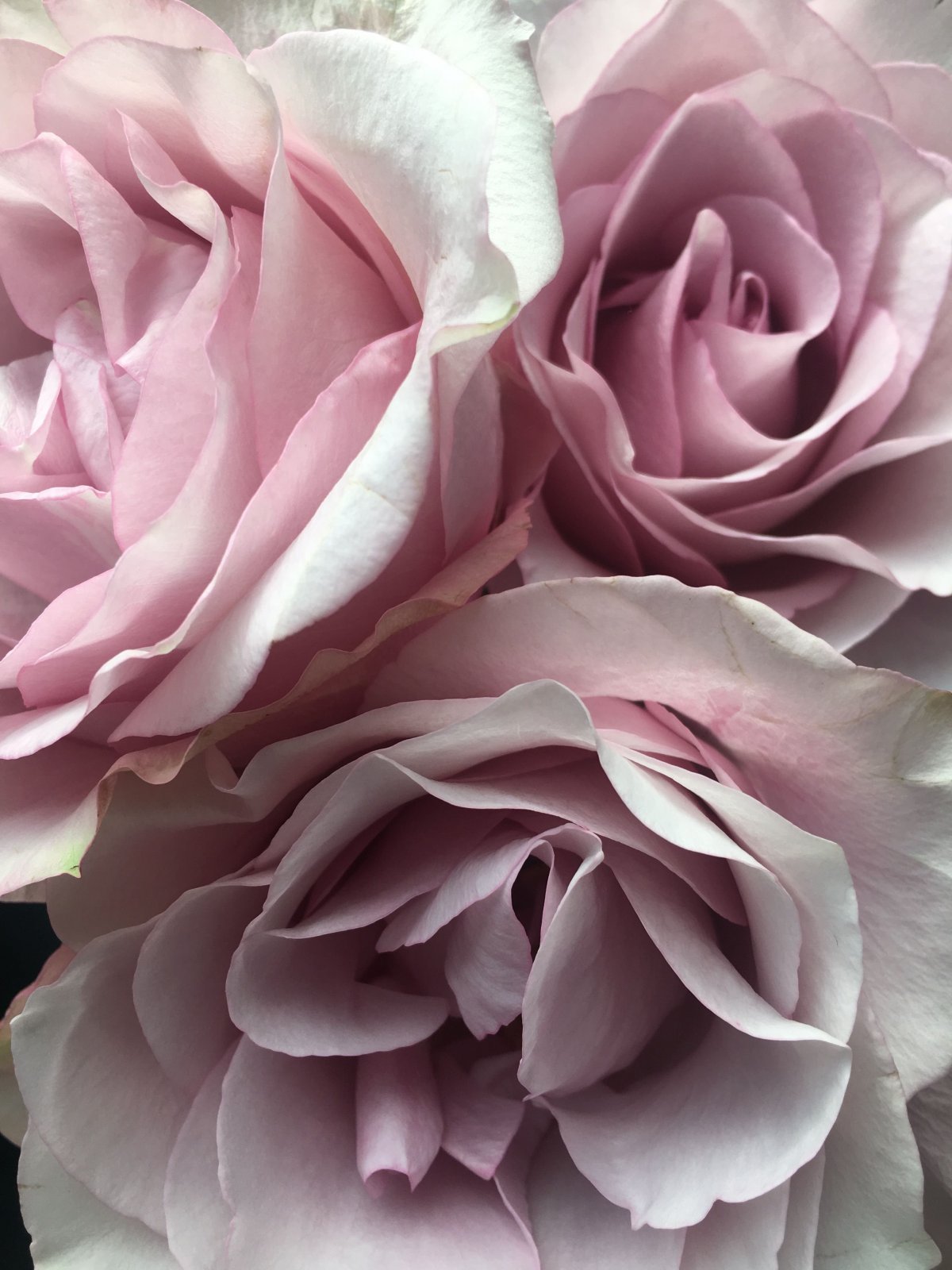 Розовая пастель