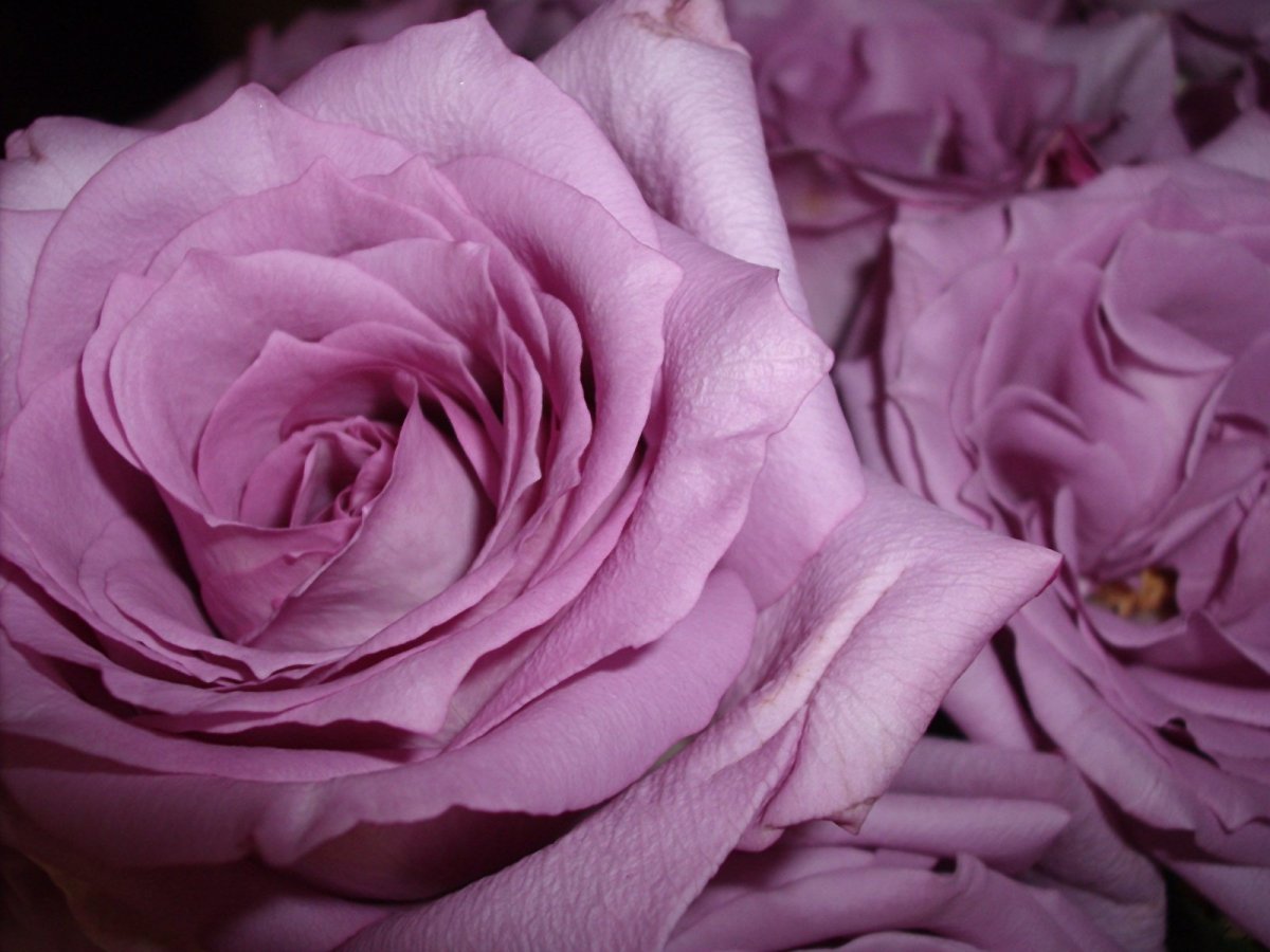 Обои Lutece арт. 51176203