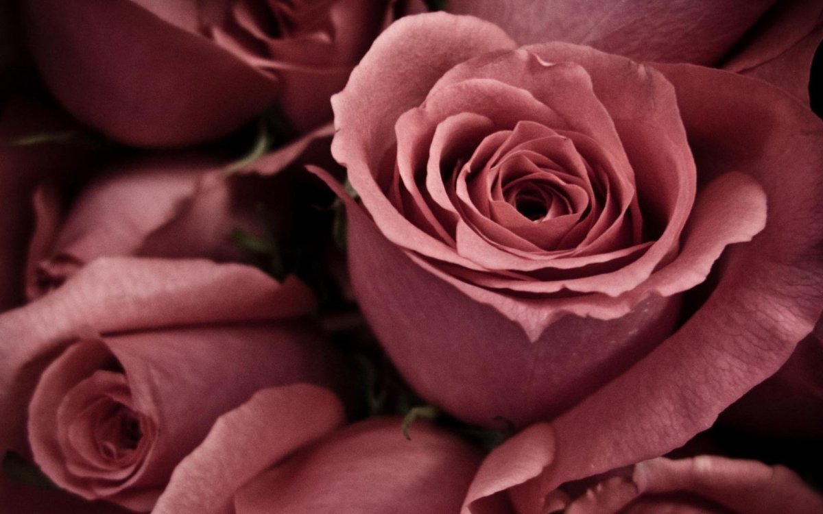 Розовые стены в интерьере