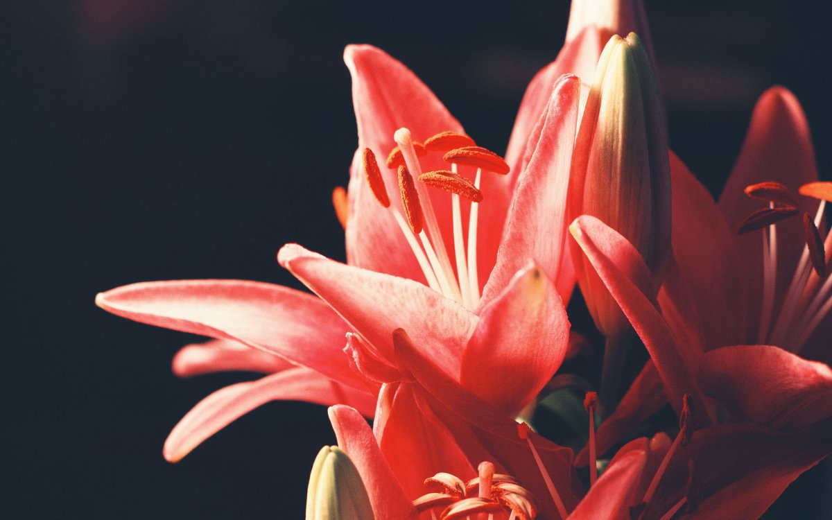 Лилия эухарис