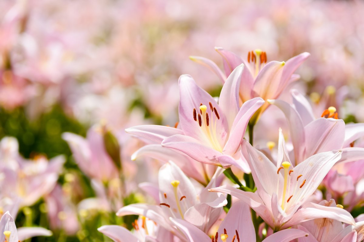 Мирная Лилия