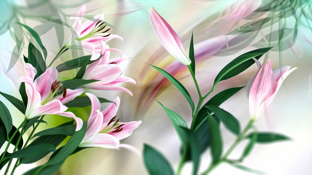 Нимфея цветение