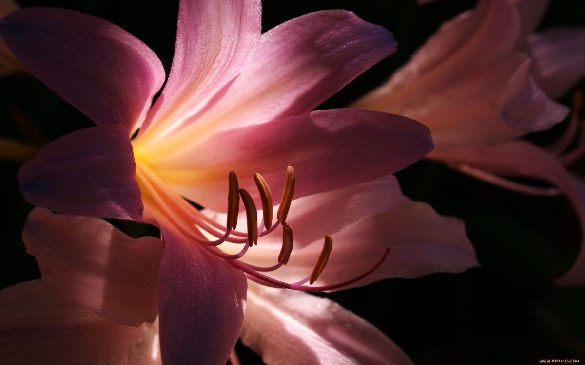 Лилия Королевская розовая