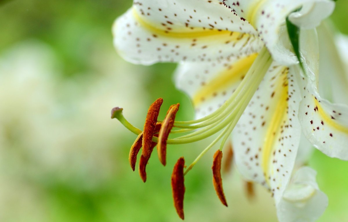 Белые лилии на черном фоне