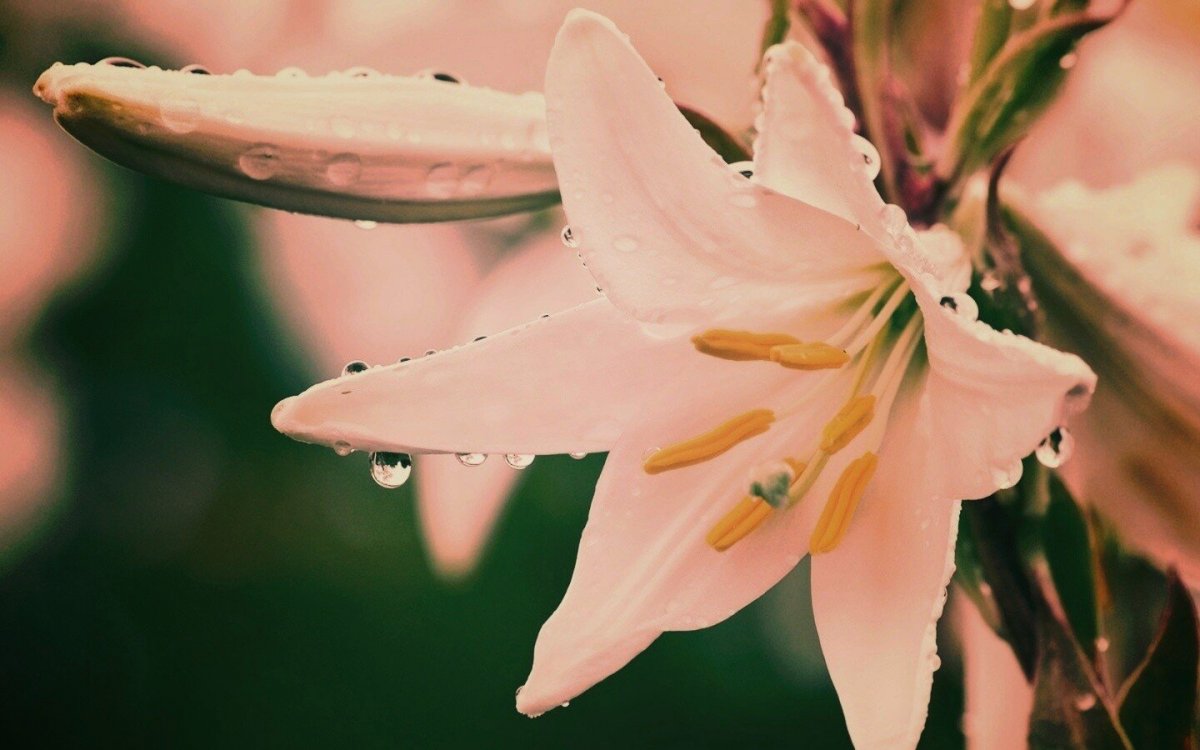 Венецианская Лилия цветок