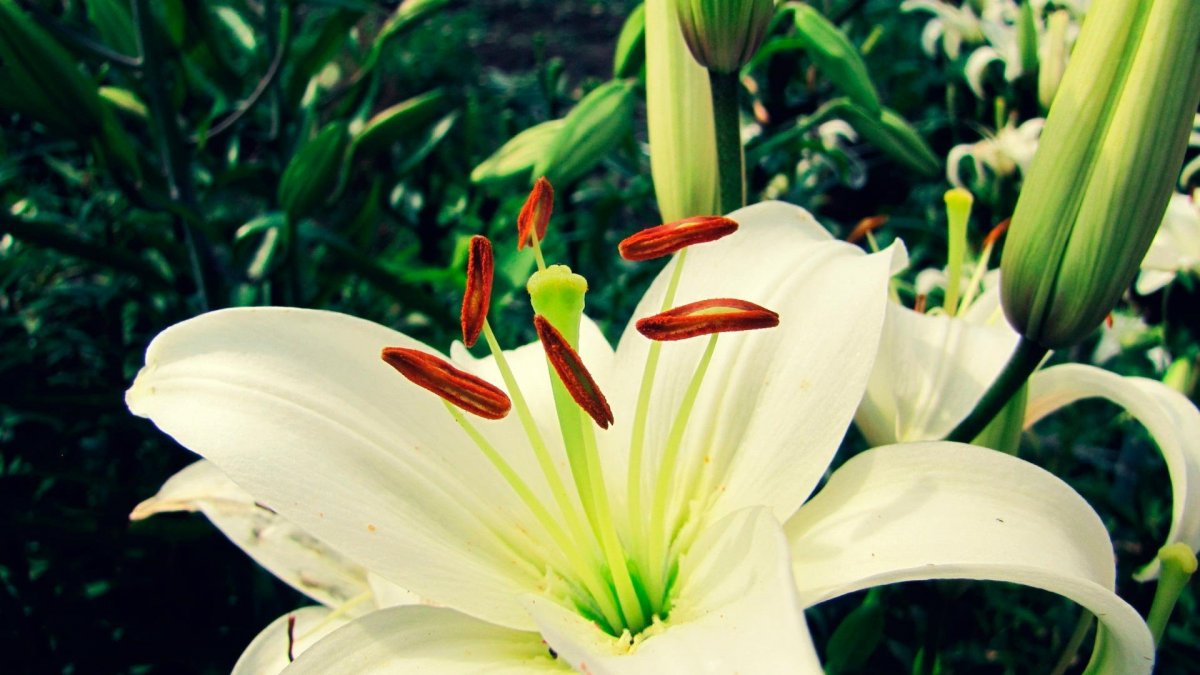 Лилии на черном фоне