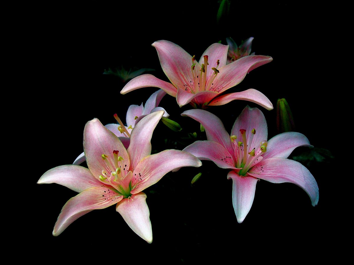 Лилии нежность