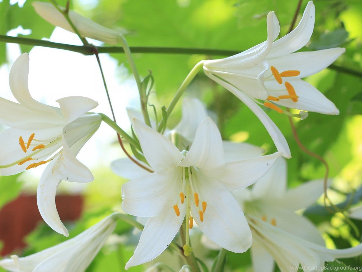 Шикарные лилии