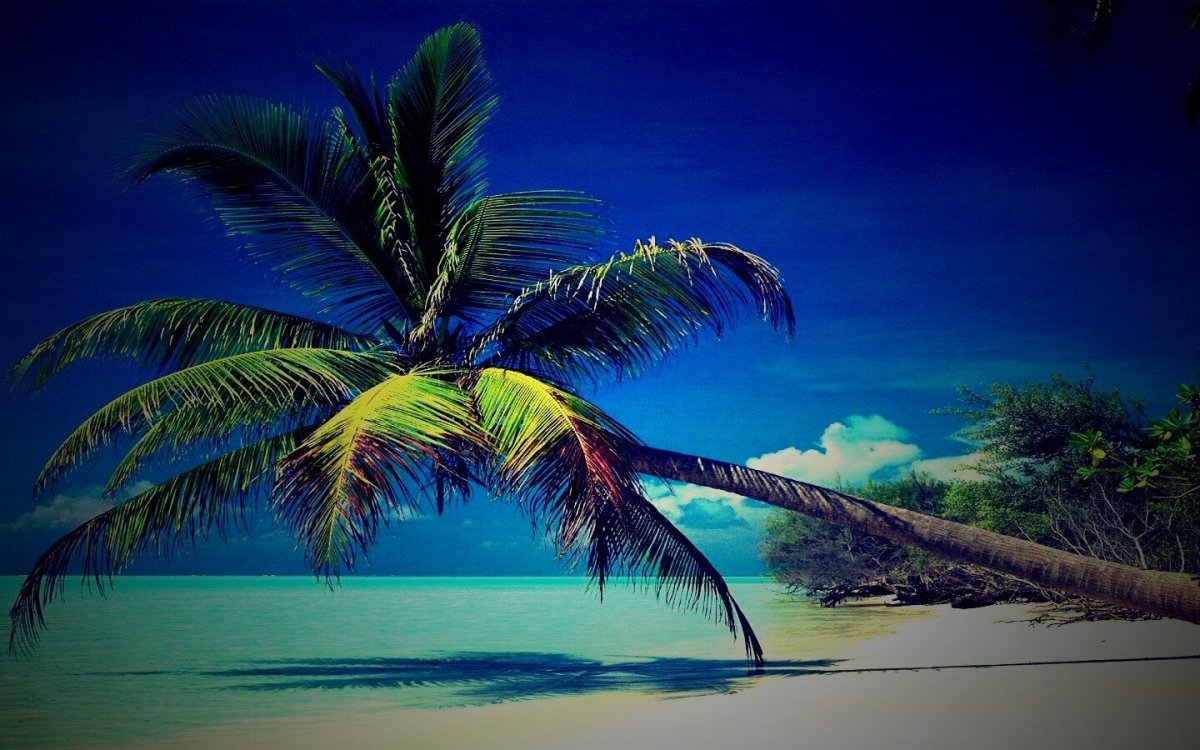 Красивые пальмы