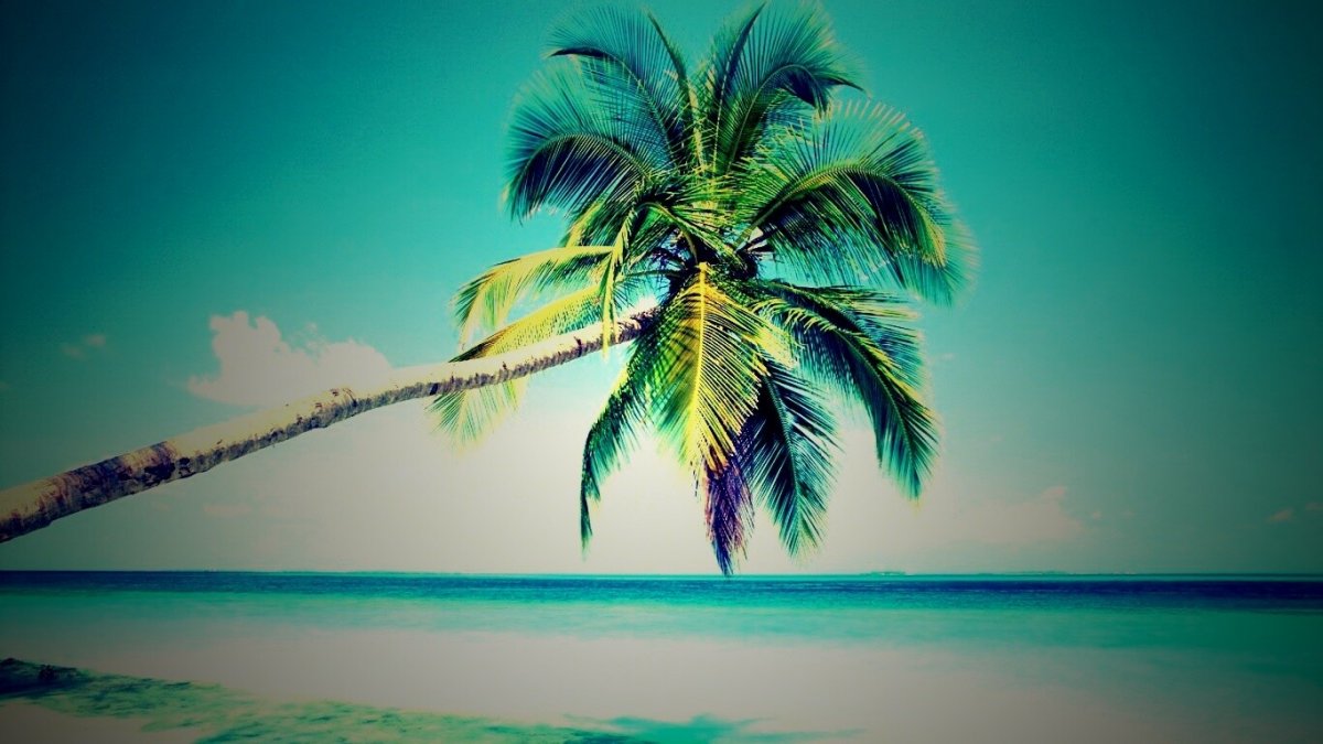 Картинки на рабочий стол пальмы