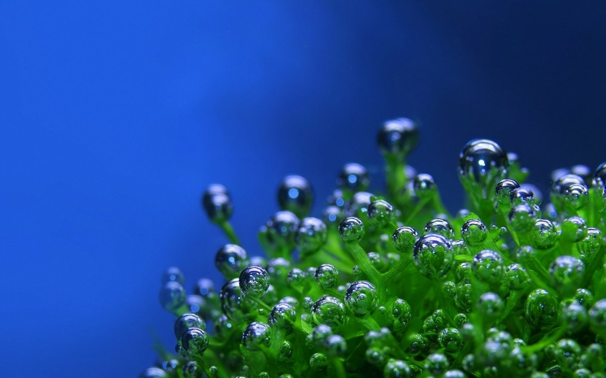 Лимон лайм мята