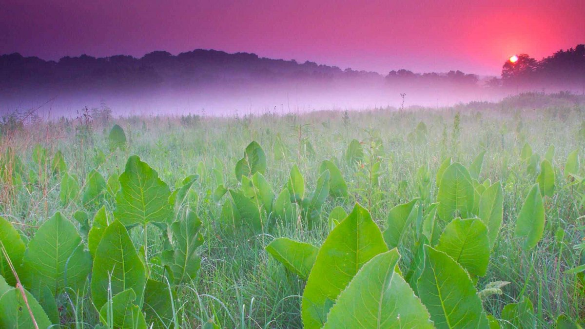 Успокаивающий пейзаж