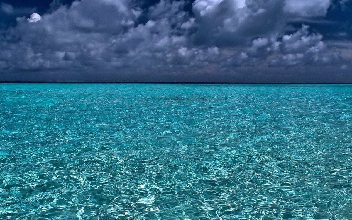 Цветы на воде