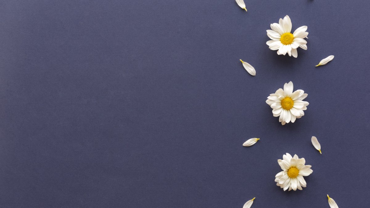 Ромашки на Светлом фоне