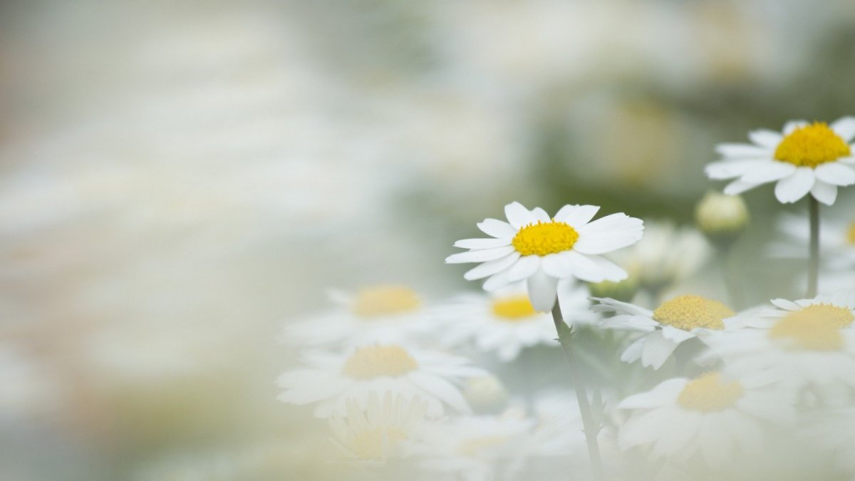 Ромашки обои