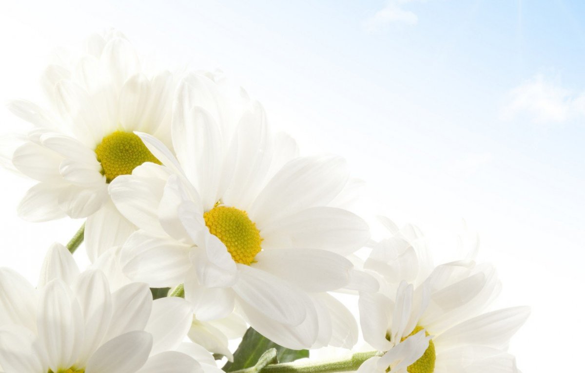 Красивый фон с ромашками