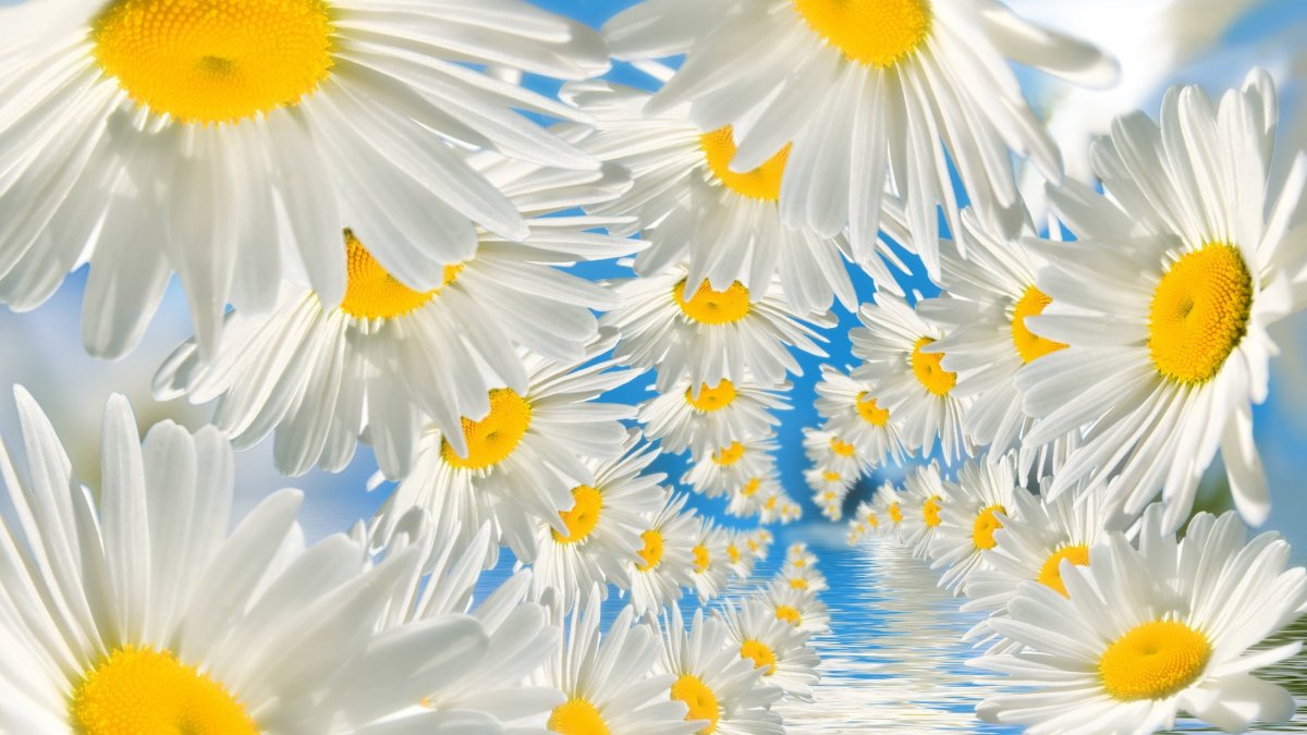 Фоторамка ромашки