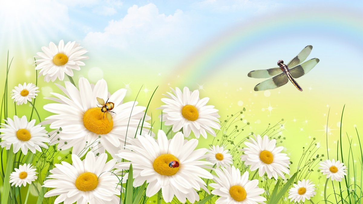 Красивый фон с ромашками