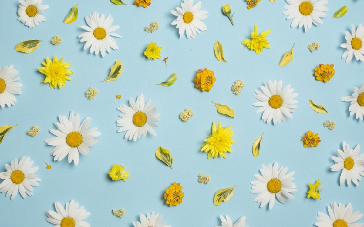 Красивый фон с ромашками