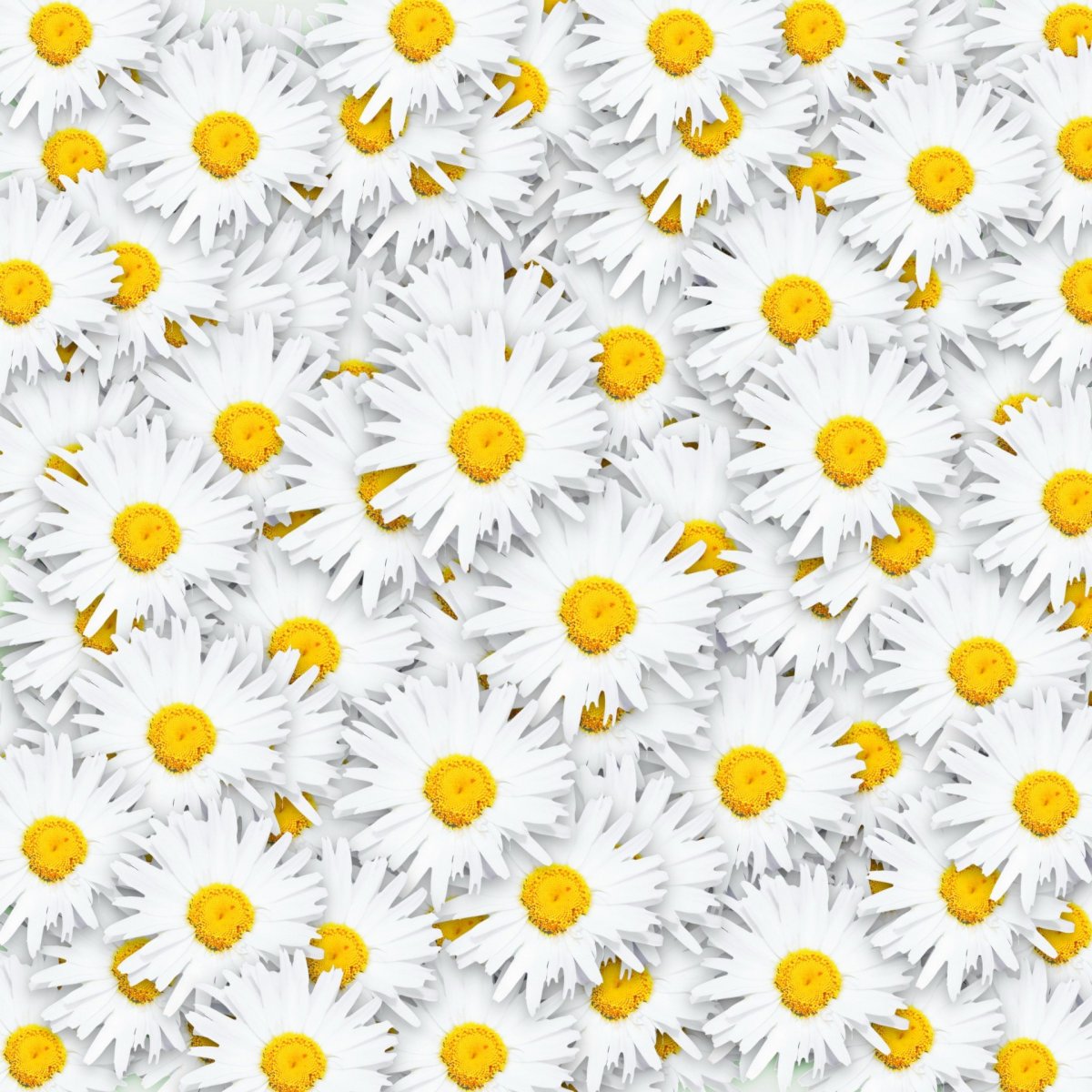 Голубой фон с ромашками