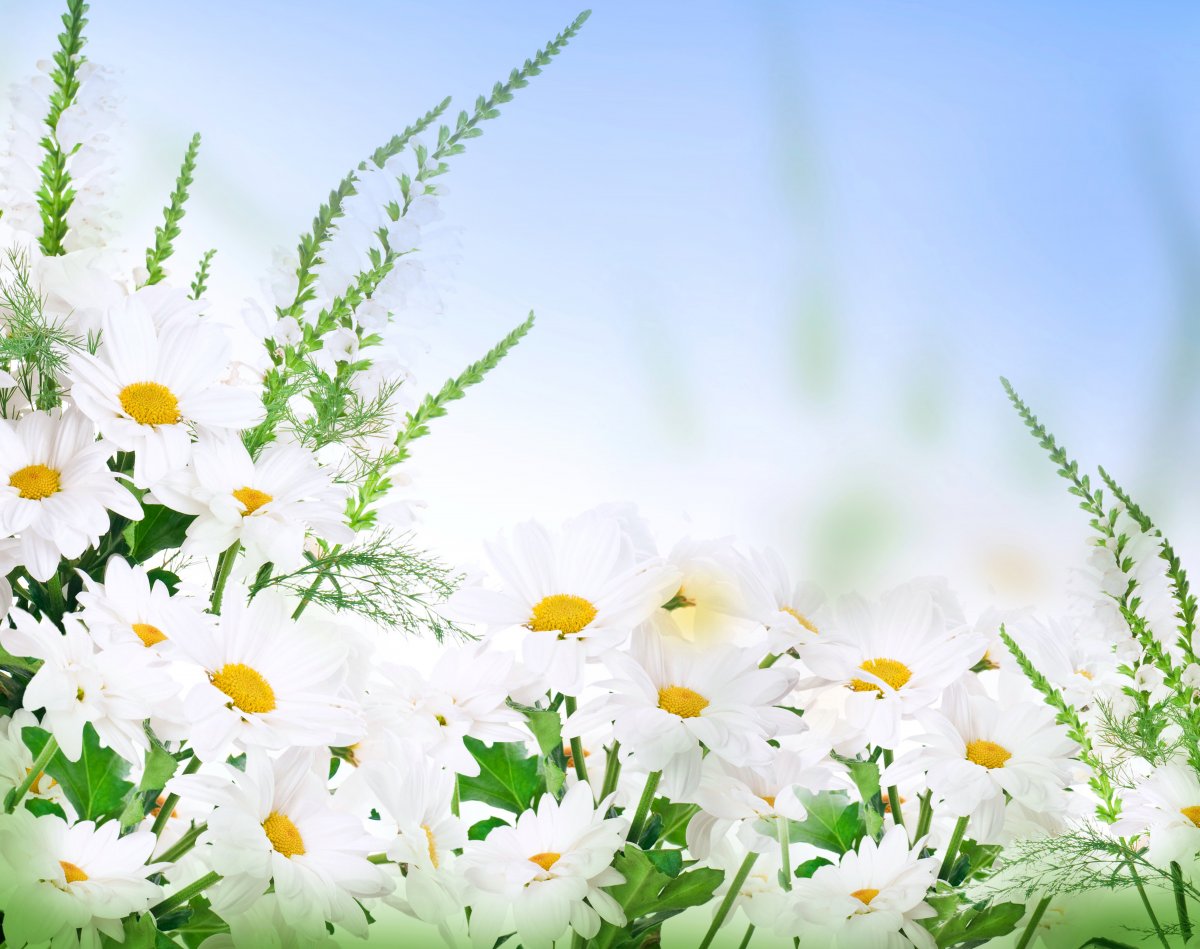 Полевые цветы