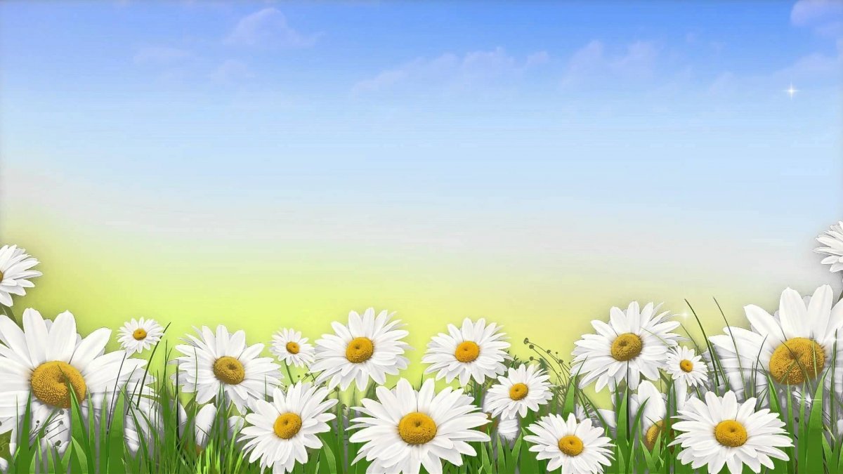 Немецкая Ромашка