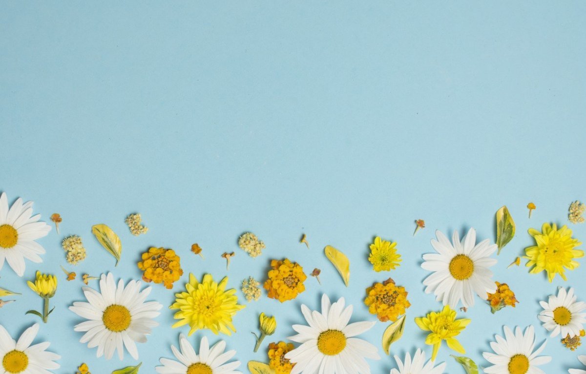 Фон с ромашками для презентации о семье