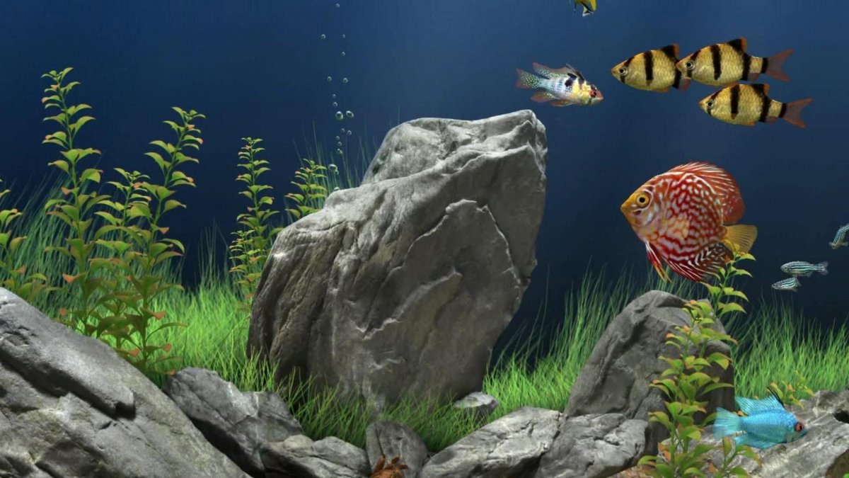 Живые обои рыбки на рабочий стол