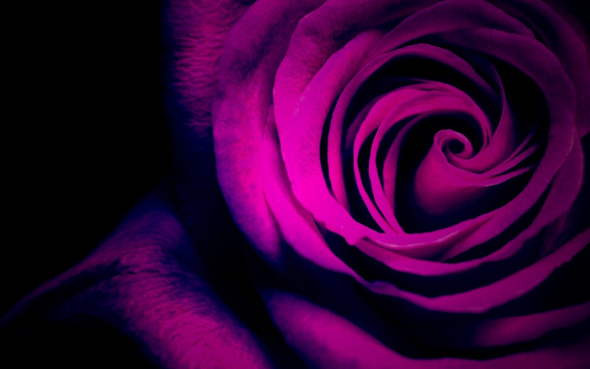 Красивые фиолетовые цветы