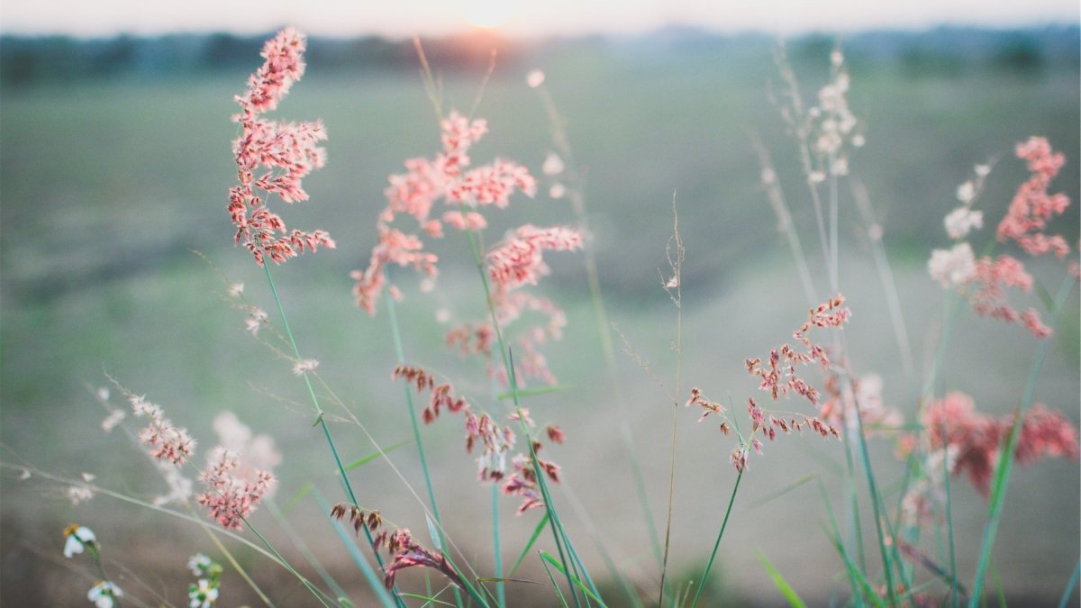 Луг в пастельных тонах