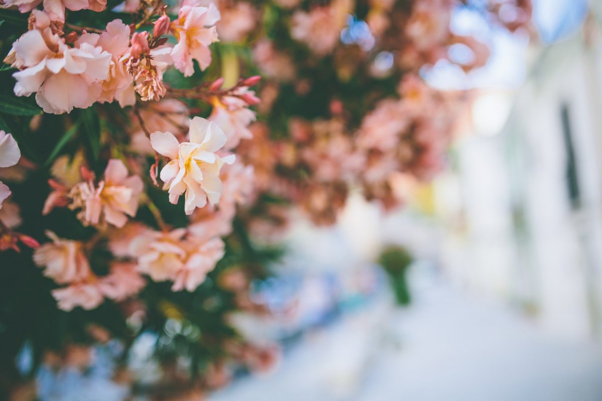 Весенняя Эстетика