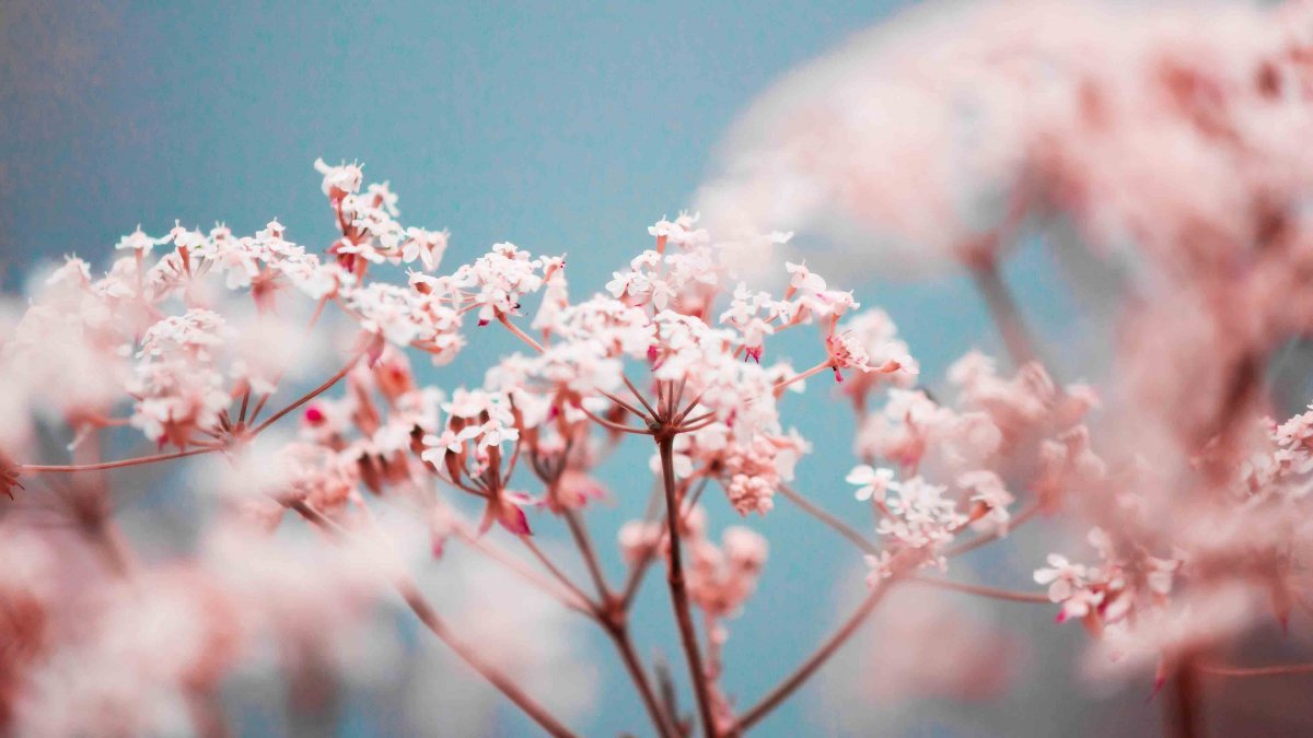 Весна Эстетика розовый