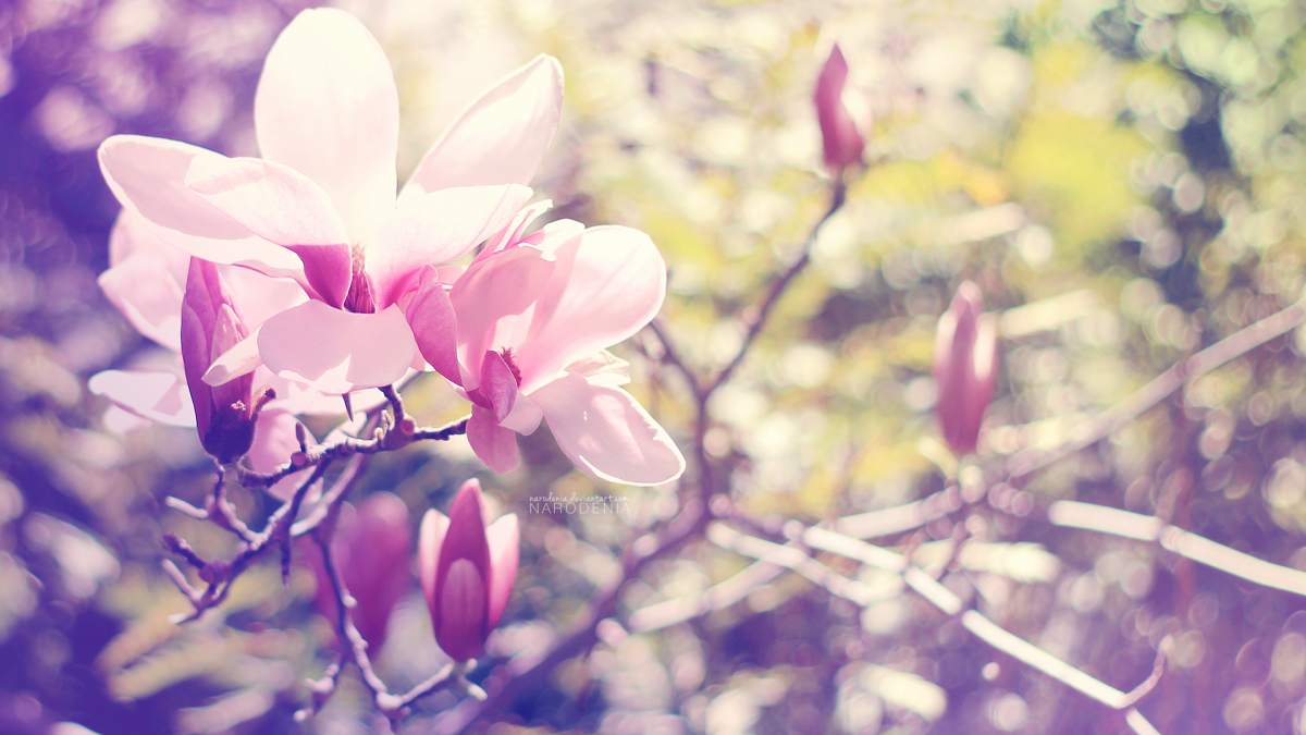 Нежные обои на рабочий стол