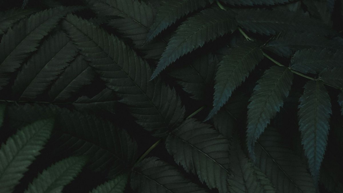 Изумрудные листья